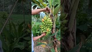 PANEN PISANG SUPER PENDEK #pisang #pisangulin #shortvideo #youtubeshorts