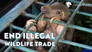 Taking Action Against the Illegal Wildlife Trade