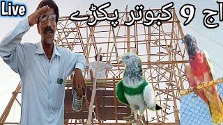 دوستوں کے لئے مال آ گیا - Nasir pigeon club