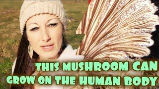 MUSHROOM GROWING ON THE HUMAN BODY #SPLITGILLMUSHROOM #foragingformushrooms #fungi #primitiveskills