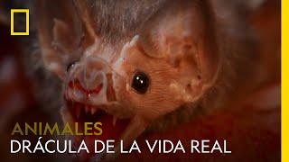 Conoce al Drácula de la vida real: el murciélago vampiro | NATIONAL GEOGRAPHIC ESPAÑA