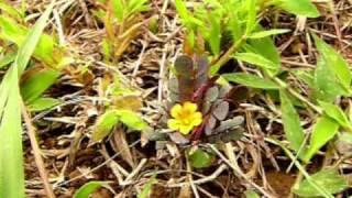 Madagascar Mimosa pudica plant really moves, near Ambositre