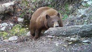 Summertime begins in Southern Arizona: Wildlife on my Trail cameras