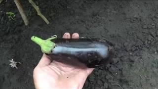 Баклажан ЭПИК, описание.