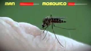 Man Vs Mosquito