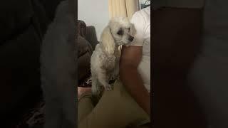 Toy poodle politely asking dad for food