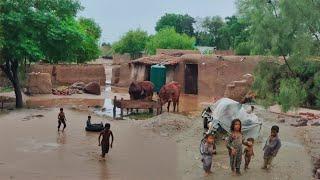 Walk in Heavy Rain | Village Life in Pakistan