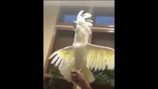 Dancing by parrot... Please like and subscribe my video