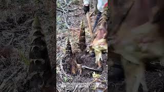 Digging Fresh Edible Bamboo Shoots From Earth