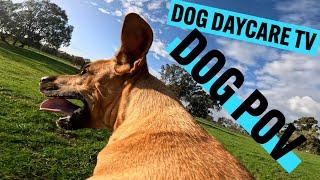 Dog Daycare TV | DOGS Point of View