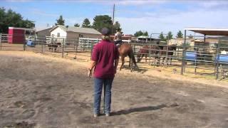 A Schuerr Thing Horse Training   Kingman, Arizona   Kassie Schuerr, Owner Trainer   YouTube