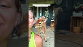 Rescue a baby deer that is lost from its mother, and then #animalshorts #animalrescue