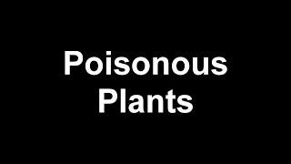 Top 5: Poisonous Plants