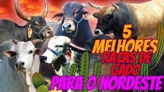 as 5 melhor raças de gado para criar a pasto no nordeste .