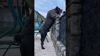 Cane corso:The perfect family guardian #shorts #pets #dog