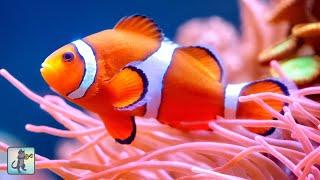 2 HOURS of Stunning Clownfish, Coral Reefs & Colorful Sea Life  Ocean Fish Relaxing Aquarium Music