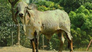 Gir bull for sale Direct Bhavnagar blood line Gir bull