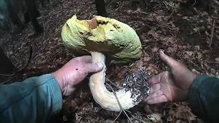 Білі гриби в горах Карпати.Белые грибы в горах Карпаты.