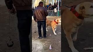 Danger Dog Fight ️‍ #fight #dogaggression #shorts