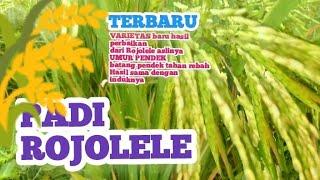 PADI VARIETAS SRINUK DARI RO......