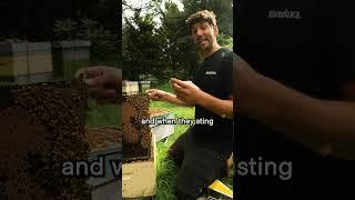 Why Honey Bees Die After They Sting  (It’s Not What You Think)
