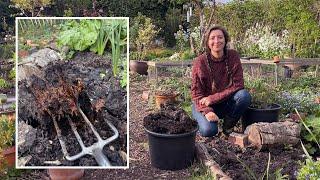 Rhubarb Crown Rot / Quick Tips / Homegrown Garden