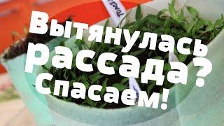 Вытянулась рассада. Что делать? Ответ прост.