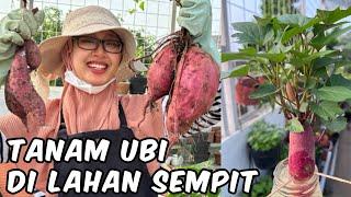 PANEN UBI UNGU BESAR SEKALI