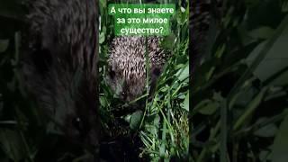 Ёжик  опасен или нет?