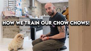 How we train our chow chows! [SUPER INTERESTING]