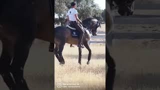 Interesting Buckskin Spanish horse. Born in 2015 - 167cm.