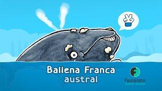 Ballena Franca Austral / Francamente yo soy así - Animación Faunánimo