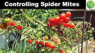 How to control spider mites in your garden - Tomato & Eggplant Spider Mite Control