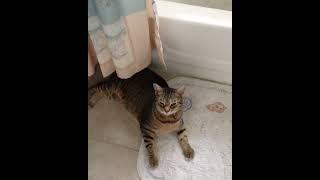 #Shorts | Cute Cat Performing The Summer Sault  |  LillyShorts