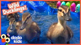 Family Of Ducklings Move Into Lady's Pool | Animal Videos | Dodo Kids