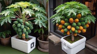 How to grow down super dwarf papaya trees in pots | Great method grow super dwarf papaya trees
