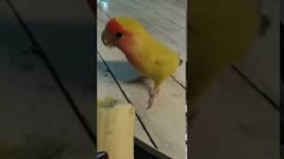 バナナをほおばるコザクラインコのハピちゃん