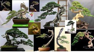 Inspirasi Bonsai Gaya Bunjin