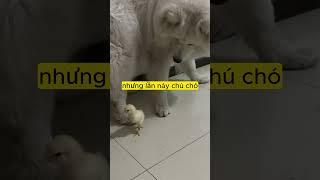 Ban đầu chú chó cưng cứ hù đùa giỡn với gà con nhưng sau đó thì