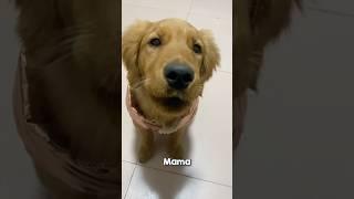 This Golden Retriever can say ‘mama’! My heart is melting ️ #shorts #goldenretriever #puppy #dog