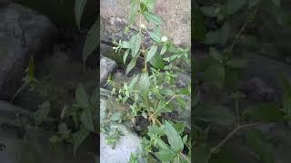 #1 Thuốc nam trị bệnh