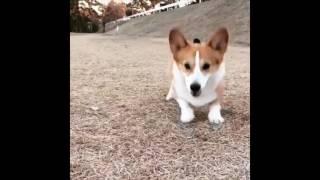 Maniac Corgi