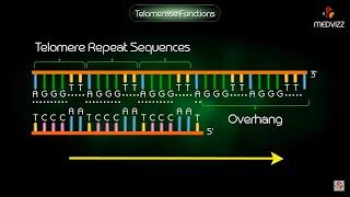 Telomerase Function - Animation