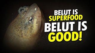 Gelut Belut Menghadapi Kemelut #AlamSemenit