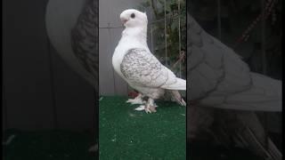 Top 10 beautiful pigeons in the world #pigeon #10mostpigeon #top10pigeons #shortsfeed #viral