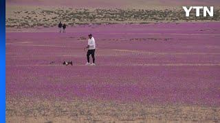 한겨울인 칠레 '아타카마 사막'에 등장한 '꽃' / YTN