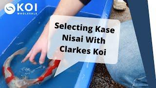 Selecting Kase Nisai with Clarkes Koi