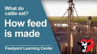 What Do Cattle Eat: How Feed is Made