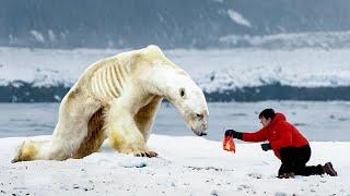Um Homem Ajuda um Urso Polar Faminto. Você Não Vai Acreditar no Que Acontece em Seguida