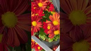 Special red chrysanthemum flowers || Home Gardening | #flowers #youtubeshorts #shorts